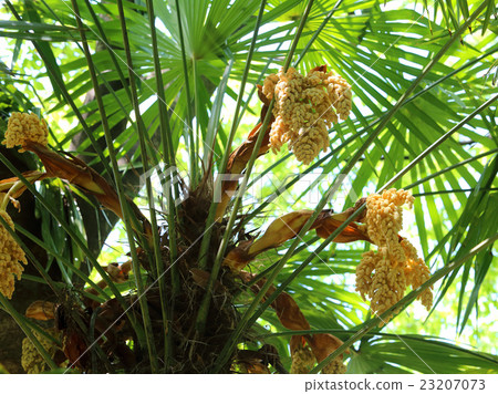 Shuro黃色花 23207073