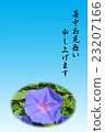 Morning glory 23207166