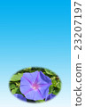 Morning glory 23207197