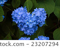 Hydrangea - Heart 23207294