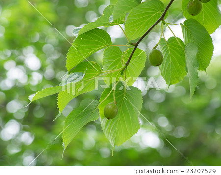 A handkerchief tree nut 23207529