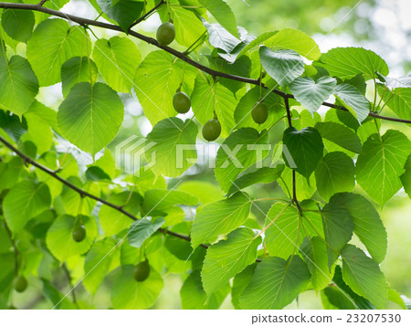 A handkerchief tree nut 23207530