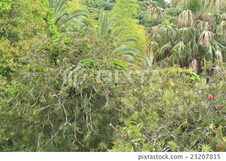 南國的原始森林/尾鷲市三重縣 南國的原始森林/尾鷲市三重縣 23207815