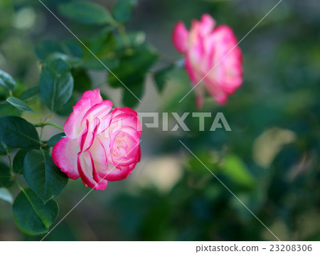 玫瑰紅色的花 23208306