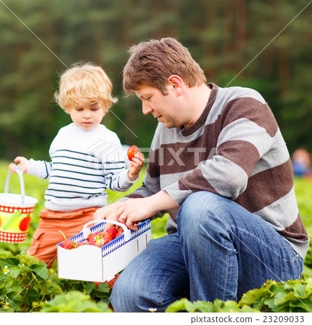 Father and little kid boy on strawberry farm in 23209033