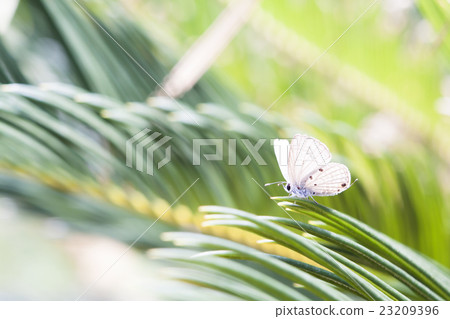 Holly blue in spring. Holly blue in spring. 23209396