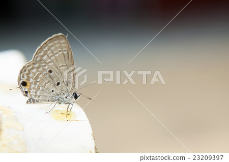 Holly blue in spring. Holly blue in spring. 23209397