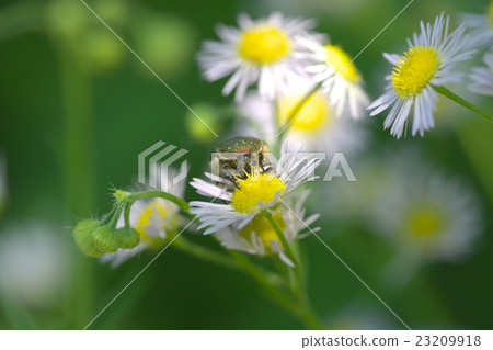 核心hanamuguri吮花花蜜 23209918