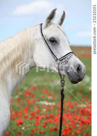 Arabian mare in red poppy field looking at you 23210101