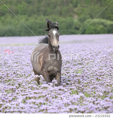 Nice arabian horse running in fiddleneck field Nice arabian horse running in fiddleneck field 23210102