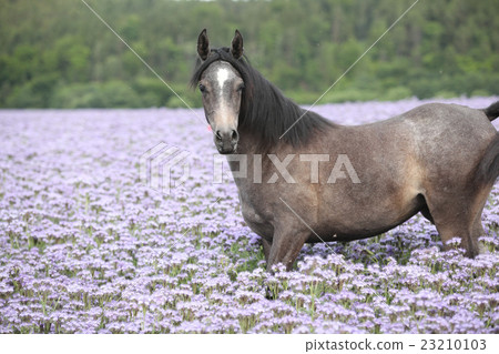 Nice arabian horse standing in fiddleneck field 23210103