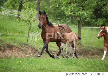 Lovely couple - mare with its foal 23210109