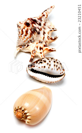 Three seashells on white 23210451