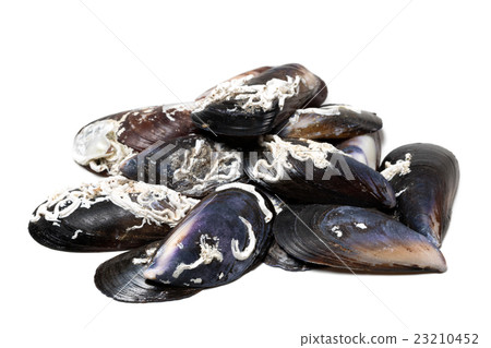 Shells of mussels on white Shells of mussels on white 23210452
