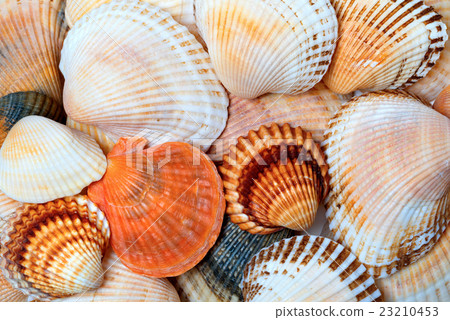 Shells of anadara and scallops 23210453
