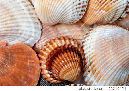 Background of seashells 23210454