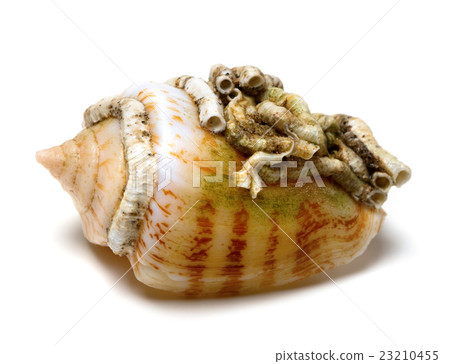 Shell of cone snail 23210455