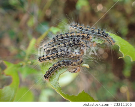 Chadduka (larva) 23211106