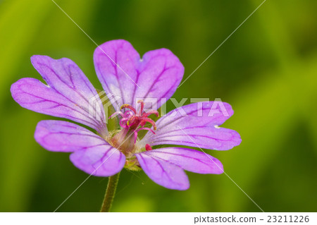 beautiful delicate flower 23211226