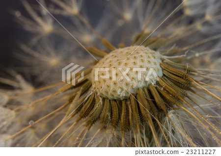 dandelion head with stamens 23211227