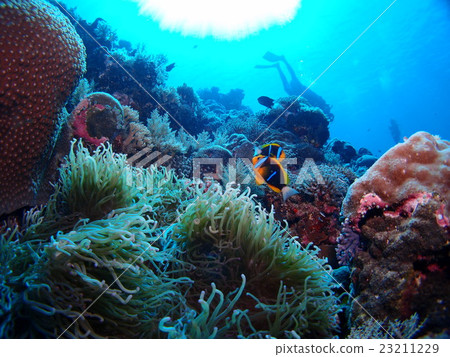 在帕勞海中發現的一種孤兒細魚，稱為海葵魚 23211229