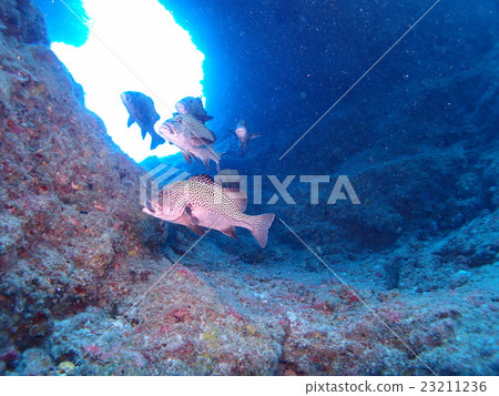 The butterfly pepper died lurking in the darkness of the sea in Palau 23211236