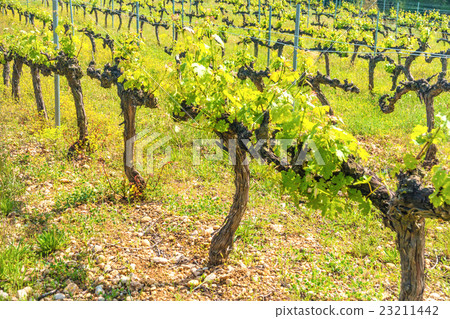 Rows of grapes in a vineyard 23211442