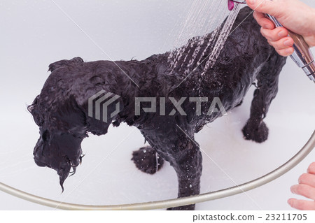 Small black dog having a bath in a bathroom Small black dog having a bath in a bathroom 23211705
