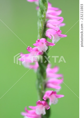 螺絲funa，花部分 23211803