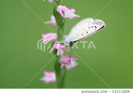 線程橫幅和蝴蝶 23211809