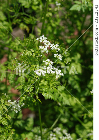 細葉芹 細葉芹 23212543