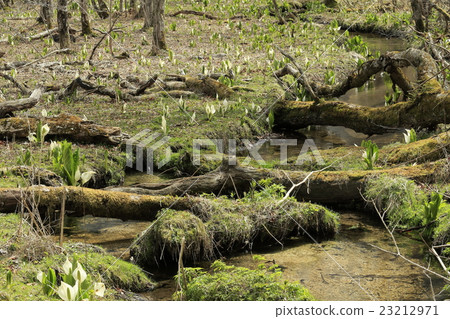 Clear flow and water Basho Clear flow and water Basho 23212971