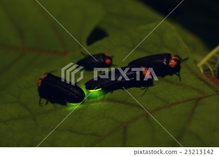 Light of fireflies Light of fireflies 23213142