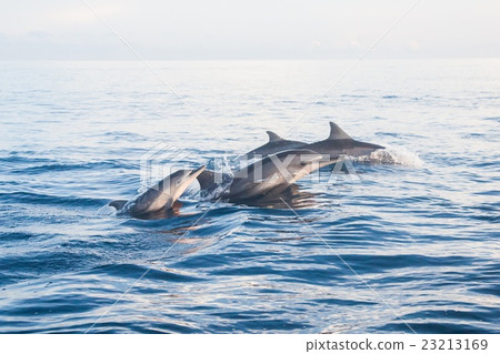 Dolphin Beach Lovina Bali, Dolphin Jumping Dolphin Beach Lovina Bali, Dolphin Jumping 23213169