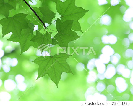 新鮮的綠色年輕葉子 23213233