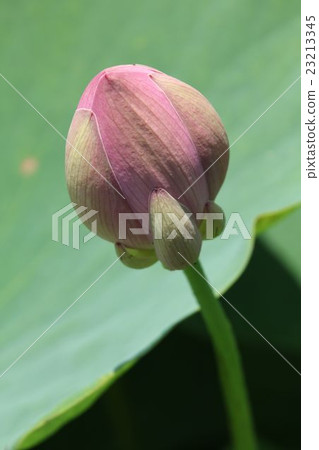 Lotus Lotus 23213345