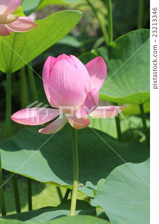 Lotus Lotus 23213346