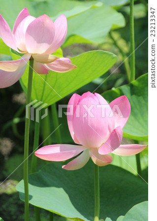 蓮花 蓮花 23213347