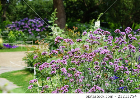 June Hanasugi 3-grams Benvena · Kumatsutsura Department 19 hill park where you can see the harbor 23213754
