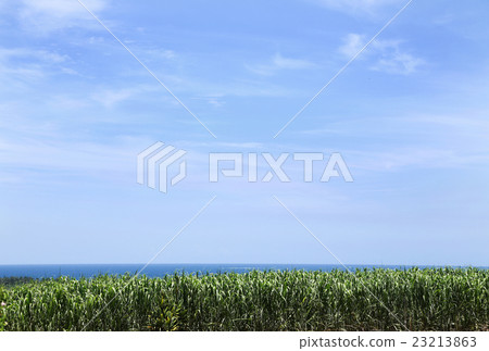 Miyakojima sea, sky and sugarcane field Miyakojima sea, sky and sugarcane field 23213863