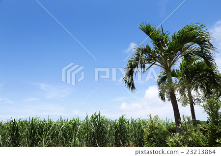 Miyakojima sugarcane field and palm trees Miyakojima sugarcane field and palm trees 23213864
