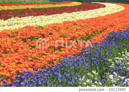 在上富良野町北海道的花田 在上富良野町北海道的花田 23213985