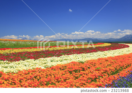 Flower garden of Kamifurano-cho hill in Hokkaido 23213988