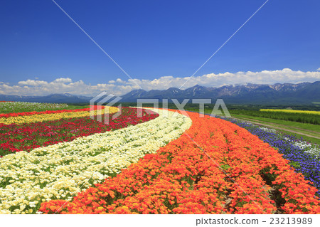 Flower garden of Kamifurano-cho hill in Hokkaido 23213989