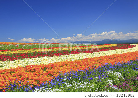 Flower garden of Kamifurano-cho hill in Hokkaido 23213992