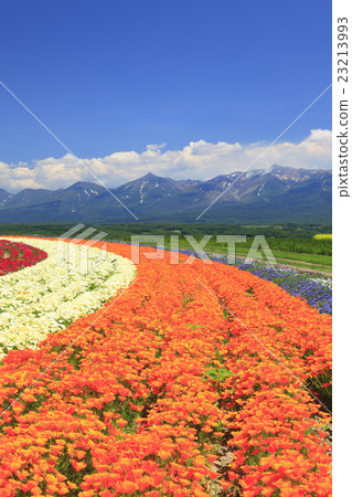 Flower garden of Kamifurano-cho hill in Hokkaido 23213993
