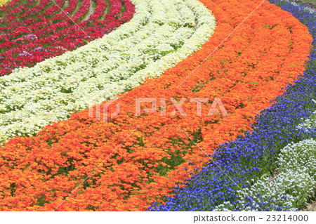 在上富良野町北海道的花田 23214000