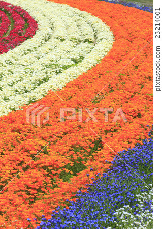 Flower field in Kamifurano-cho Hokkaido 23214001