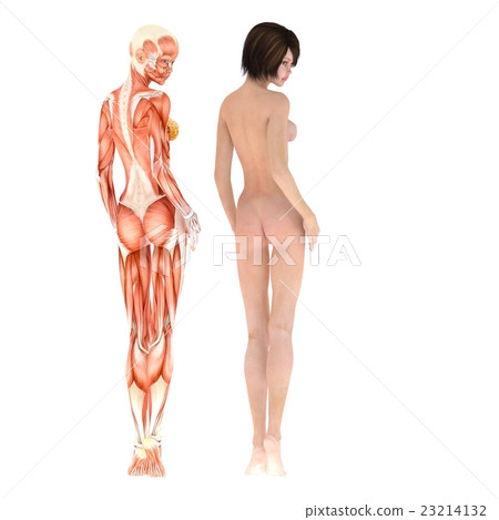 Muscle specimen skeleton female perming3DCG illustration material Muscle specimen skeleton female perming3DCG illustration material 23214132