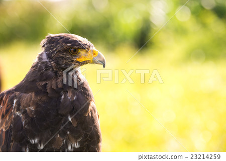 Falcon during training on the field. 23214259